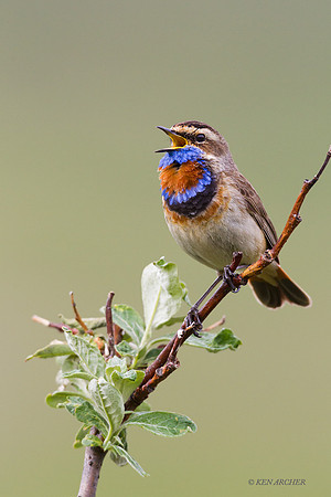BLTH01985 - Bluethroat