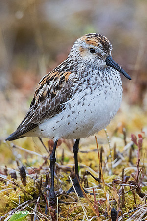 NMWS00055 - Western Sandpiper