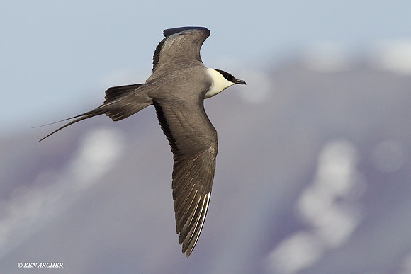 Long-tailed Jaeger - NMLJ00723