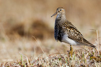 NMPS00019 - Pectoral Sandpiper