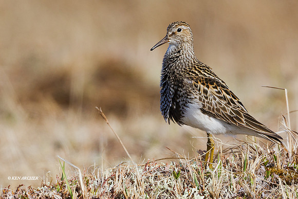 NMPS00019 - Pectoral Sandpiper