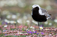 NMBP00522 - Black-bellied Plover