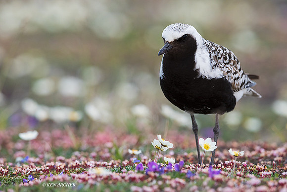 NMBP00522 - Black-bellied Plover