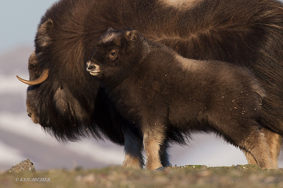 NMMO01285 - Musk Ox