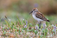 NMWS00184 - Western Sandpiper