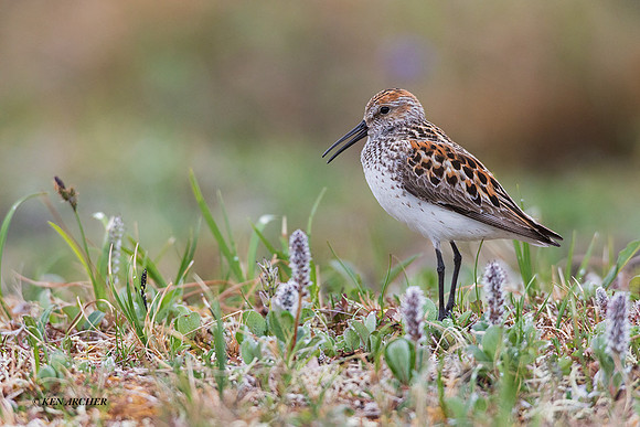 NMWS00184 - Western Sandpiper