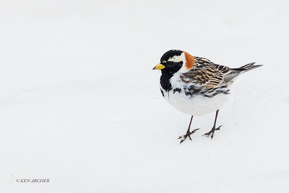 NMLL00711 - Lapland Longspur