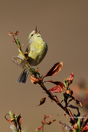 NMOW00046 Orange Crowned Warbler