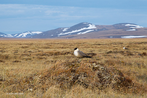 Long-tailed Jaeger, Alaska - NMLJ00109