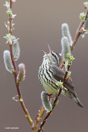 NMNW00048 Northern Waterthrush