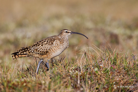 BTCW00117 - Bristled-thighed Curlew