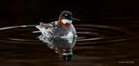 NMRP00507a Red-necked Phalarope