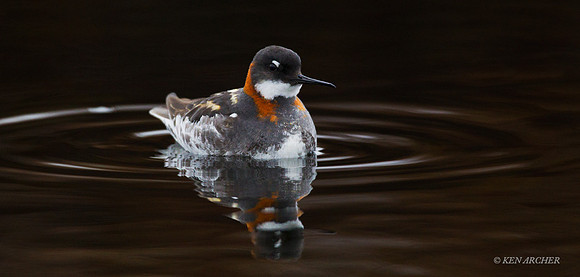NMRP00507a Red-necked Phalarope