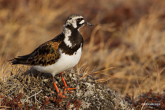Ruddy Turnstone