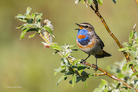 BLTH02729 - Bluethroat