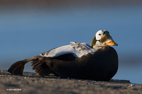 NMSE00002 Spectacled Eider
