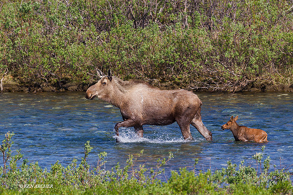 NMMS00116 - Alaskan Moose