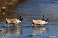 Reindeer - NMRD00104