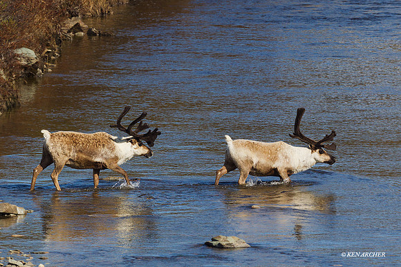 Reindeer - NMRD00104