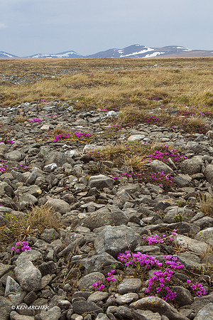 NMLS00159 Seward Peninsula, Alaska