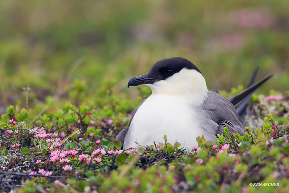 Long-tailed Jaeger - NMLJ00791