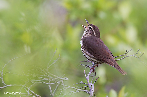 NMNW00217 - Northern Waterthrush