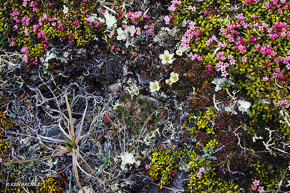 NMLS00153 Seward Peninsula, Alaska