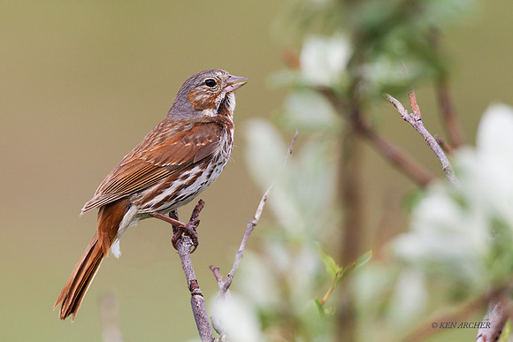 NMFS00014 - Fox Sparrow