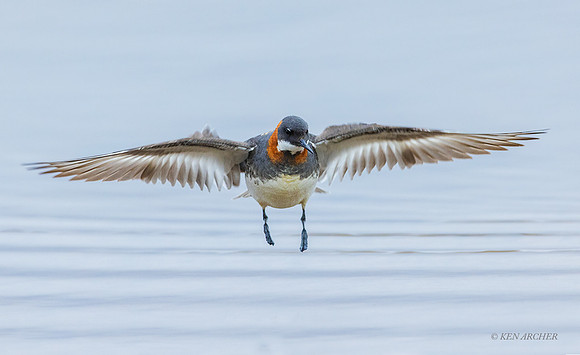 NMRP00952 - Red-necked Phalarope
