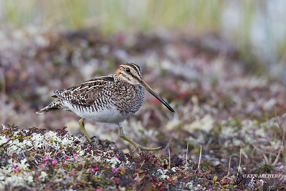 NMSE00075 - Common Snipe