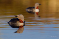 NMRL00407 - Red-throated Loon