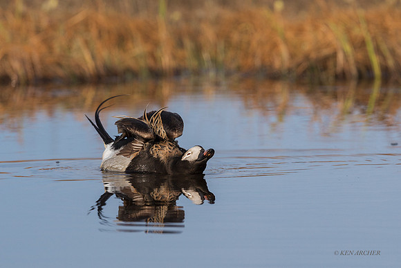 NMLD02574 - Long-tailed Duck