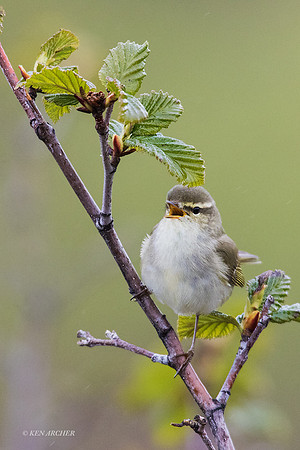 NMAW00287 - Arctic Warbler