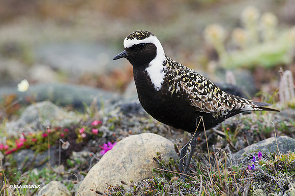 AMGP00618 - American Golden Plover