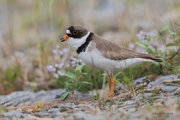 NMSP00143 - Semipalmated Plover
