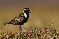AMGP00905 - American Golden Plover