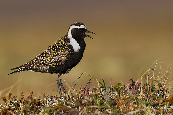 AMGP00905 - American Golden Plover