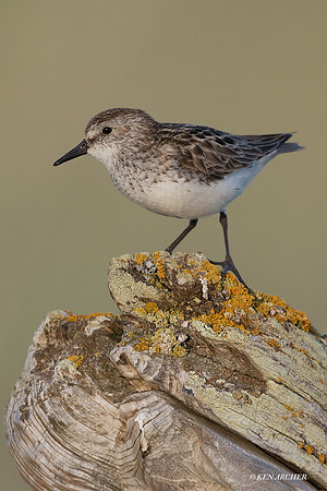 NMSS00102 - Semipalmated Sandpiper