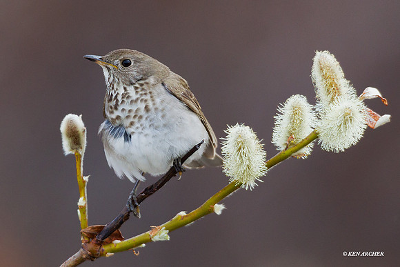 Gray-cheeked Thrush - NMGT00036