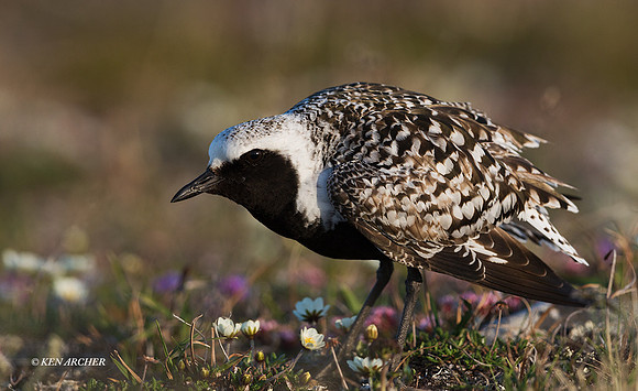 NMBP00310 - Black-bellied Plover