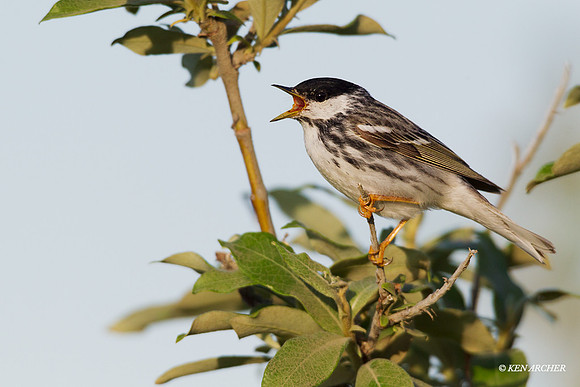 NMBW00055 - Blackpoll Warbler