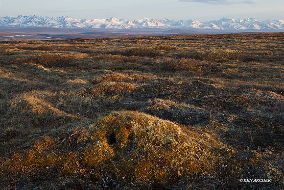 Seward Peninsula - NMLS00379