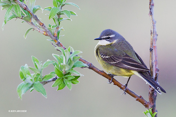 NMYW00223 - Eastern Yellow Wagtail