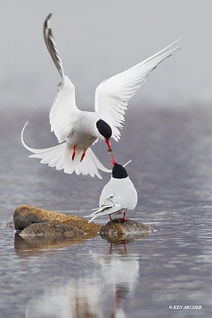 NMAT00331 Arctic Tern