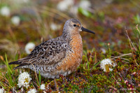 NMRK00266 - Red Knot