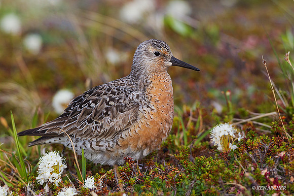 NMRK00266 - Red Knot