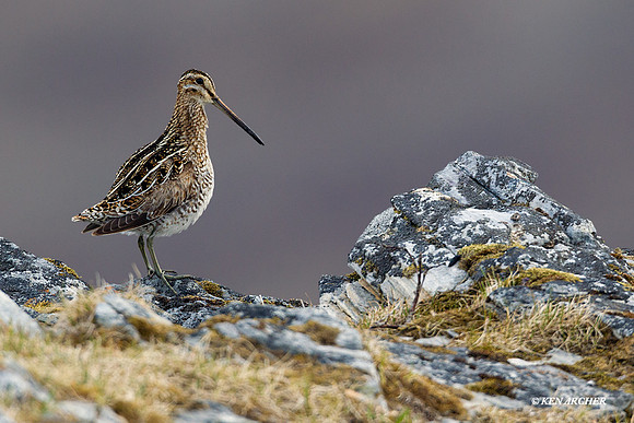 Snipe - NMSE00002