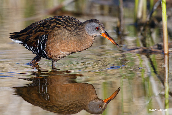 VR00148 Virginia Rail