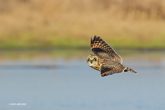 SEO00486 Short-eared Owl