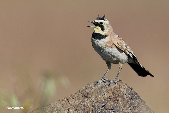 HNLK00050 Horned Lark
